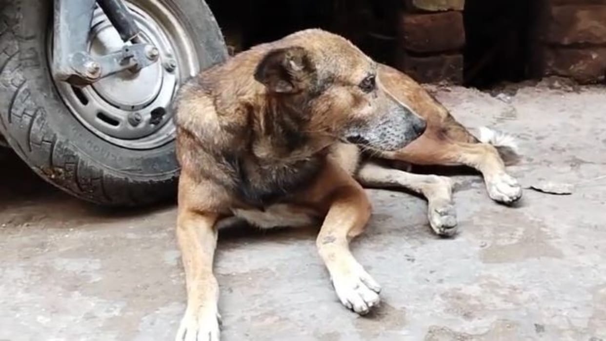 Alwar: Terror of stray dogs is increasing, more than a dozen people injured, administration unconscious