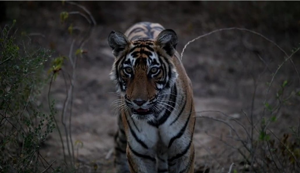 Tiger ST-2303 came out from Sariska's buffer zone
