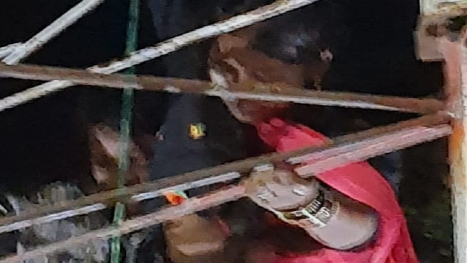 Love couple creates high voltage drama after climbing mobile tower