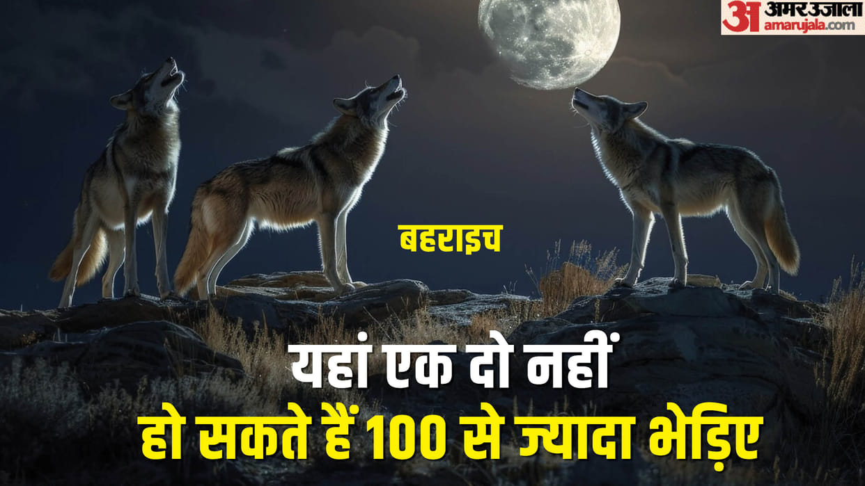 Bahraich: A wolf snatched a child from its mother's lap...the body was found in a field; it has killed 12 peop