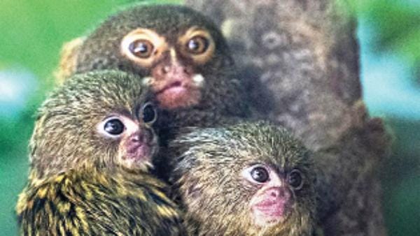 Hebrew University of Jerusalem Study on language of monkey similar ability in dolphin and elephants