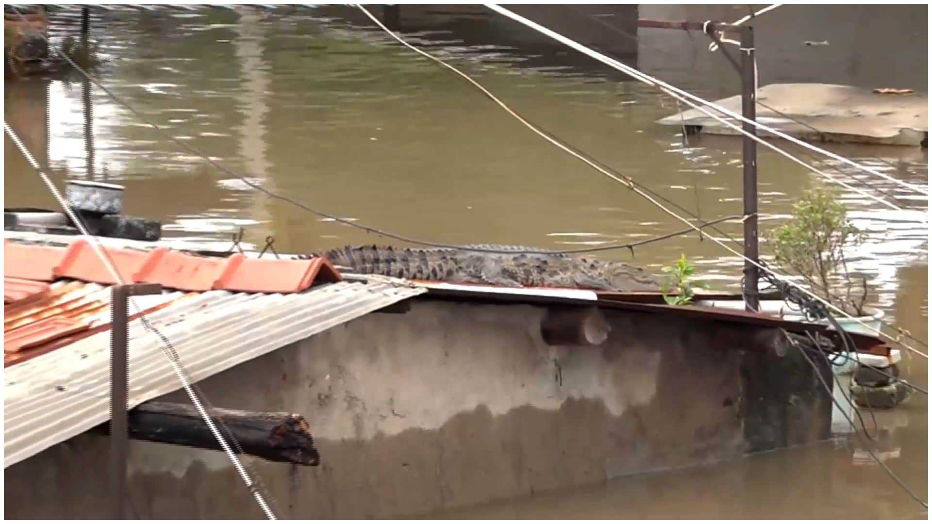 Gujarat rains: 24 crocodiles rescued from Vadodara residential areas between 27 to 29 Aug