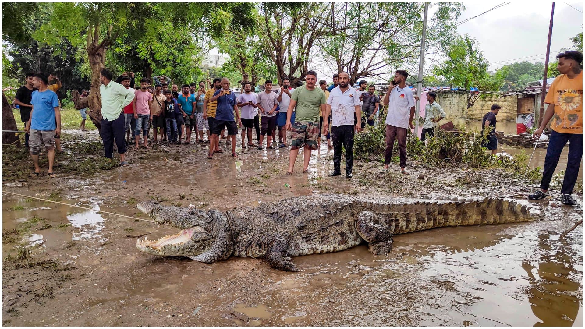 Gujarat rains: 24 crocodiles rescued from Vadodara residential areas between 27 to 29 Aug