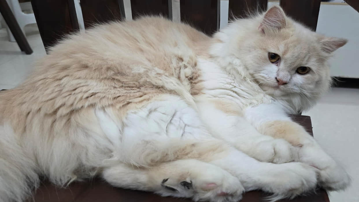 300 cats found in apartment in Pune, flat owner used to bring stray cats home, PMC gave notice