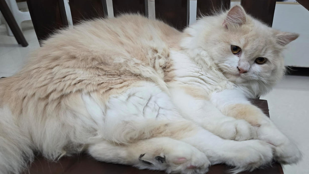 300 cats found in apartment in Pune, flat owner used to bring stray cats home, PMC gave notice