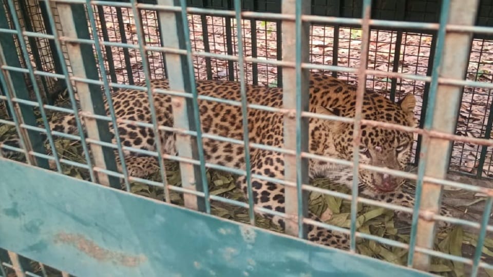 Bijnor: Leopard who came to hunt got trapped in the cage, growled on seeing the villagers