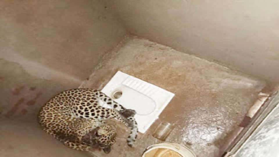 Villagers are scared of leopard has killed many cattle including two children in Dhamtari