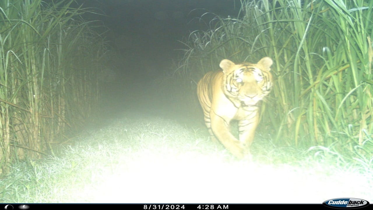 Tigers in sugarcane farms monitored through drone cameras in Lakhimpur kheri