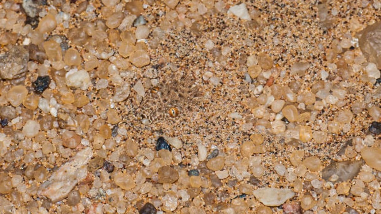 Optical Illusion For IQ Test: Can You Spot A Snake In This Optical Illusion Within 10 Seconds