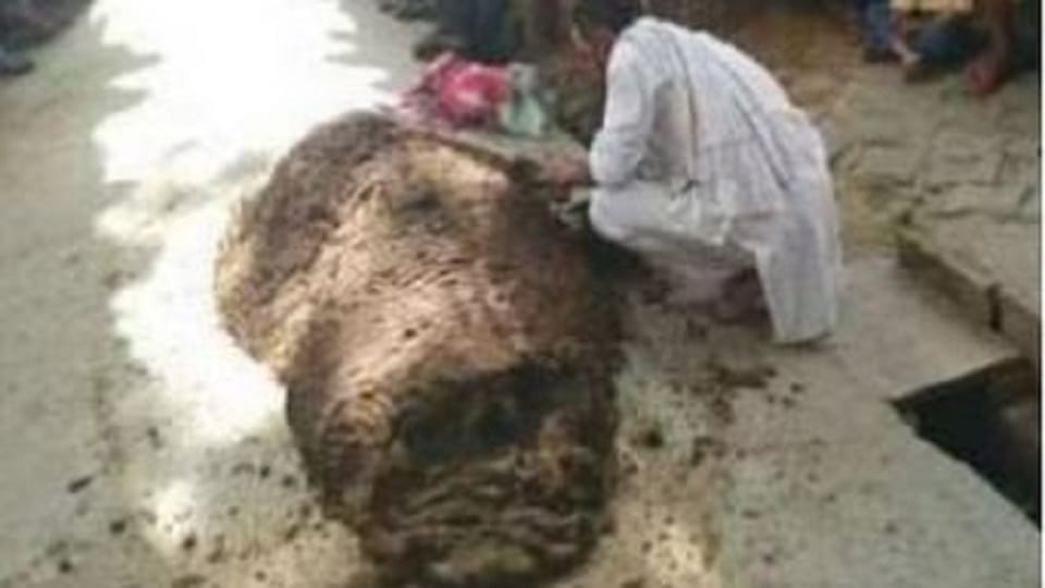 boy bitten by a snake covered his entire body with dung what happened next all illusions were broken