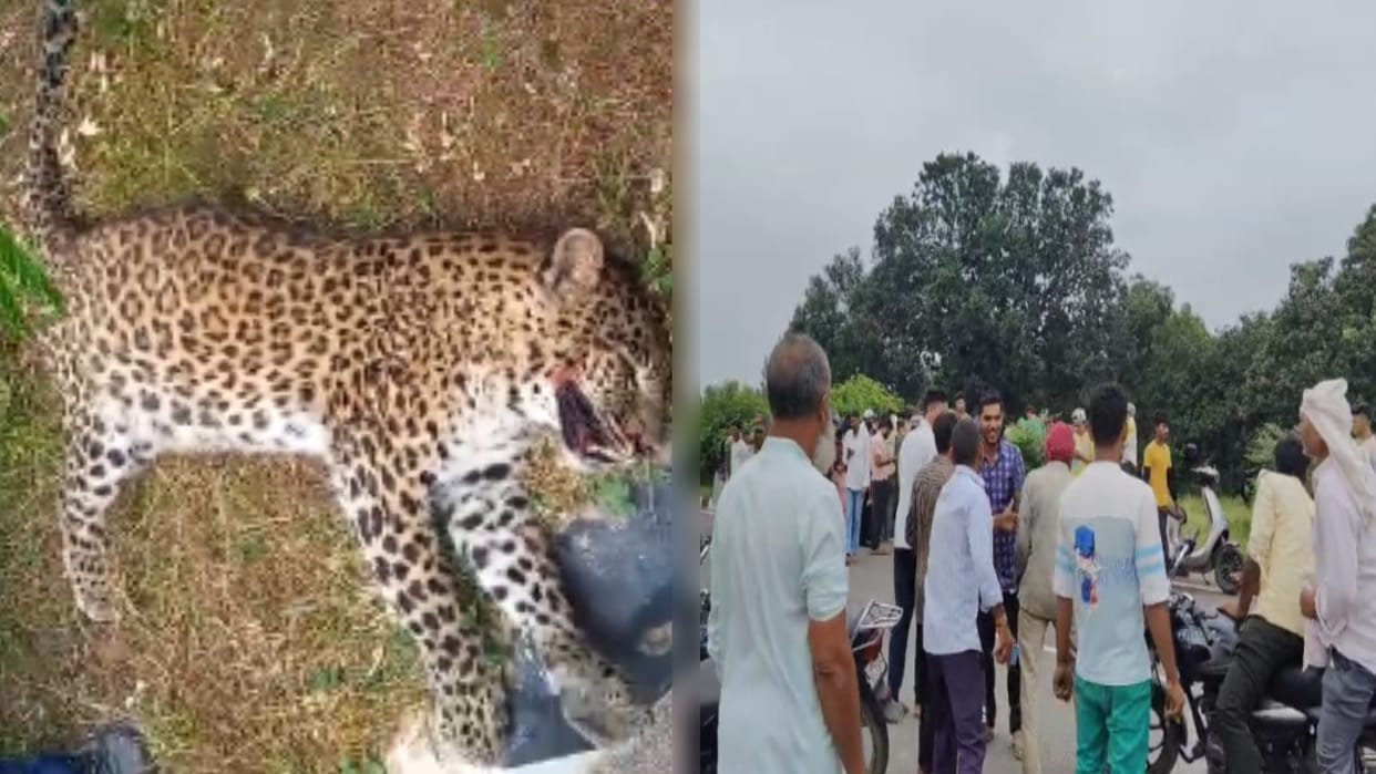 UP: Dead body of a female leopard found lying on the roadside in Bijnor