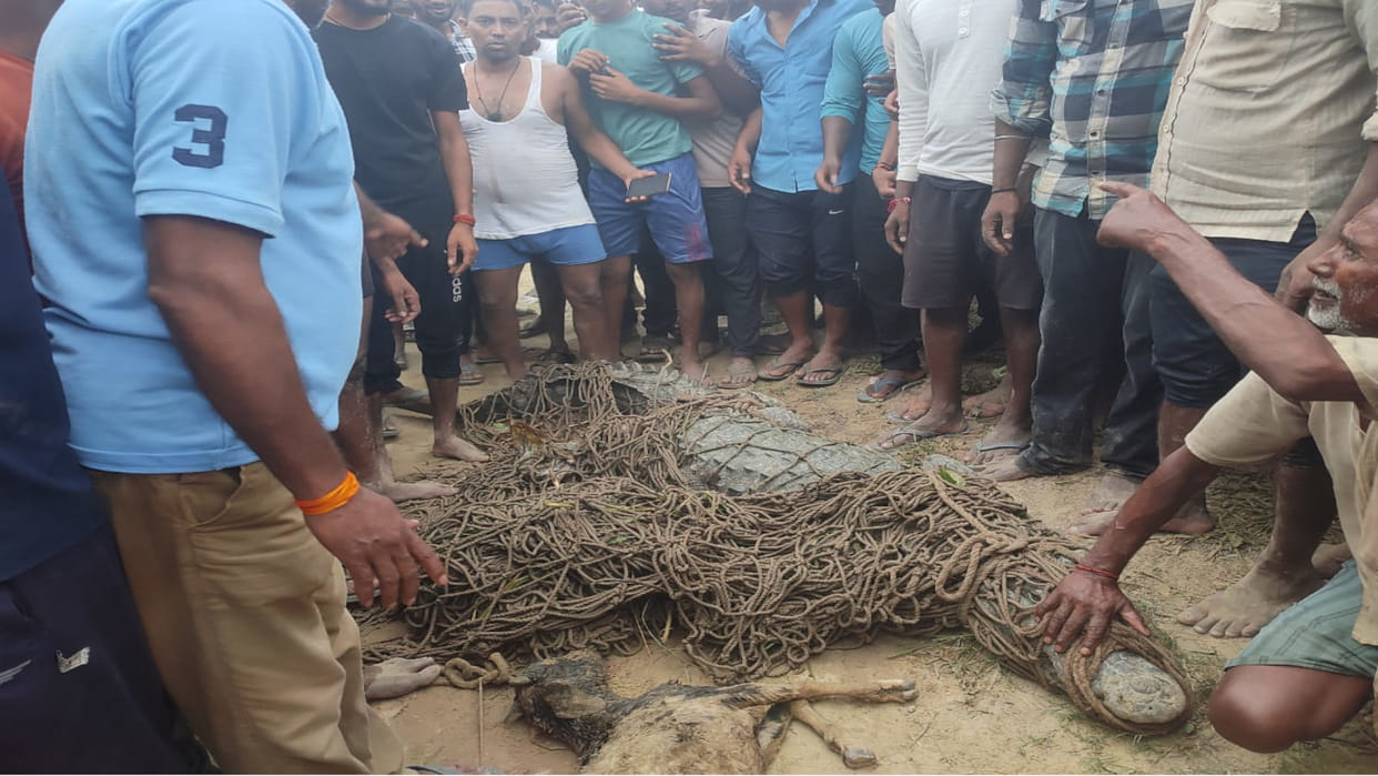 Crocodile hunted goat in Sarhari of Gorakhfur, villagers caught it