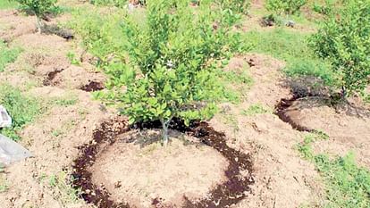 Farmers are increasingly turning towards planting lemon, 13173 plants have been sold