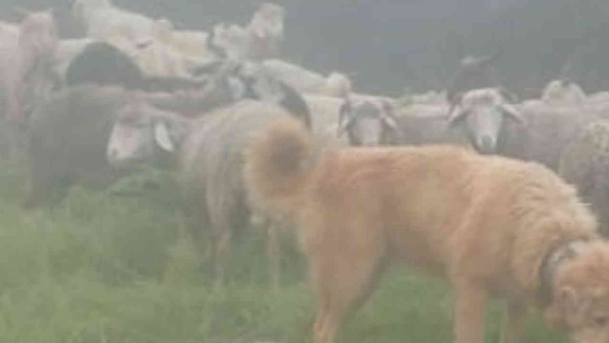 Uttarkashi Mori Nuranu forests Many goats died due to lightning heavy rain weather read All Updates