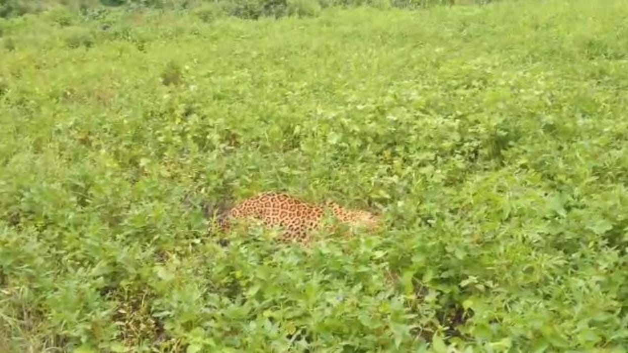 Omkareshwar : Leopard found injured in the field, Forest Department appealed to villagers to stay away from it