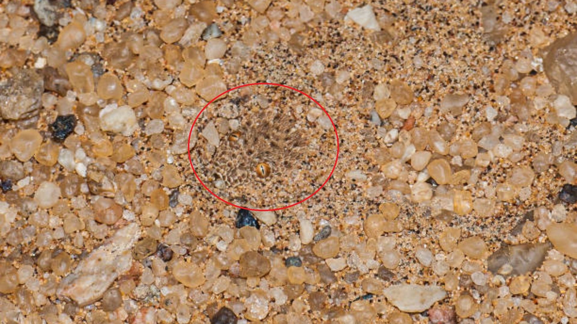 Optical Illusion For IQ Test: Can You Spot A Snake In This Optical Illusion Within 10 Seconds