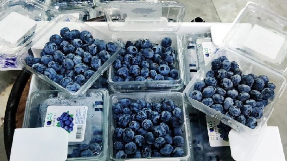 Foreign fruit blueberry is now cultivated in Udham Singh Nagar also