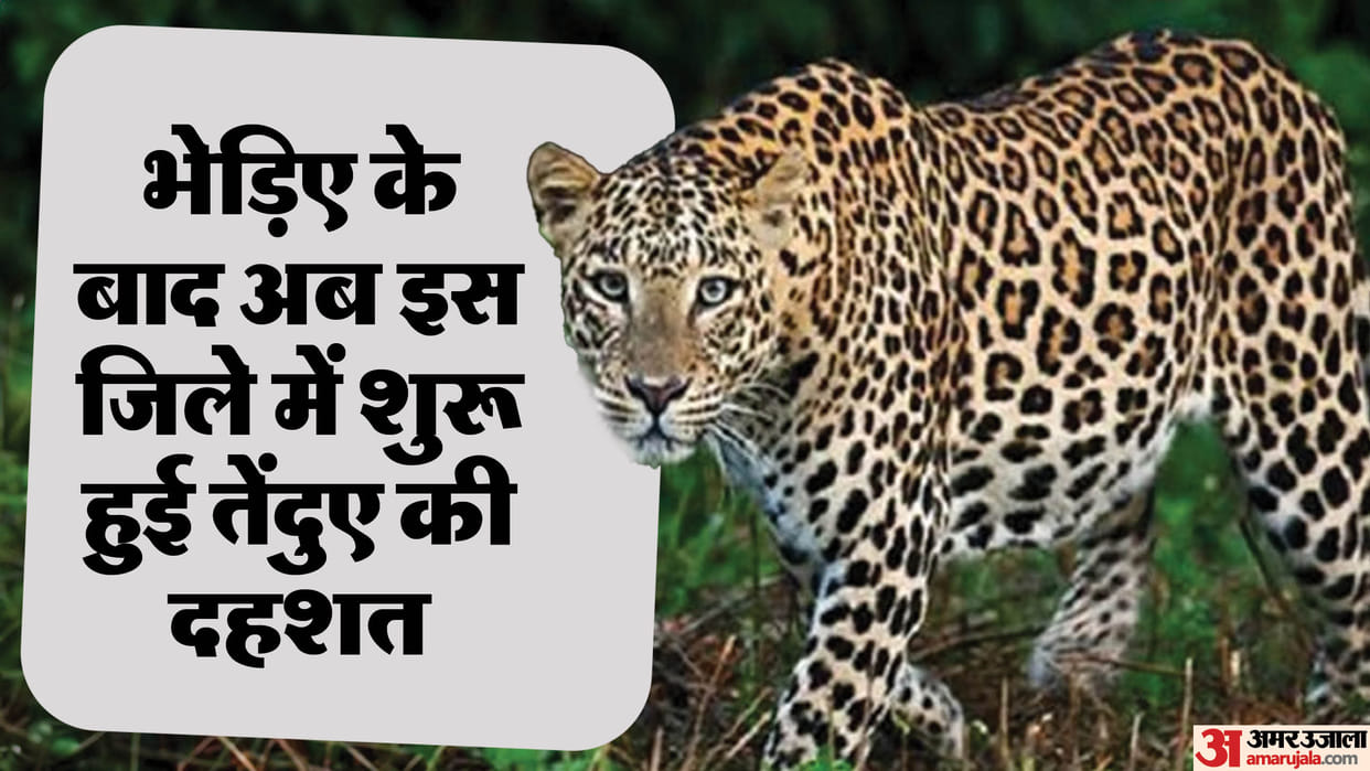 UP: After wolf, now fear of leopard started in this district, forest department started combing, cage installe
