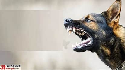 Stray dogs wreak havoc in Phagwara Municipal Corporation has no solution