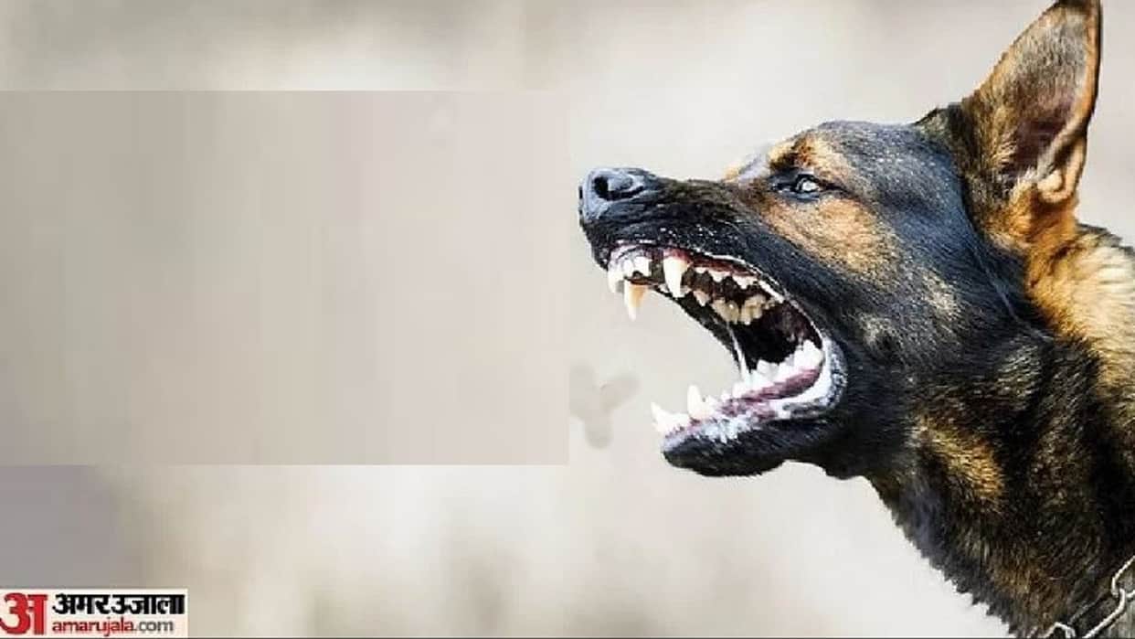 Stray dogs snatched an innocent child sleeping at home and mauled him In Amroha
