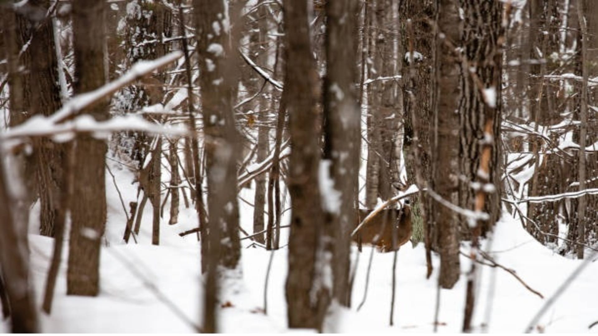 Optical Illusion To Test Your IQ: Find Hidden Deer In 11 Seconds puzzle games brain test