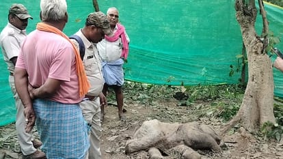 Body of a man found in forest death suspected due to elephant attack in Raigarh