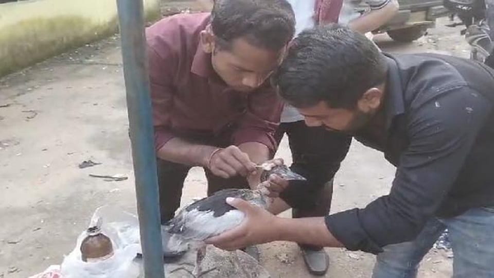 Existence of foreign guest Asian Billed Stark is under threat many birds died due to attack of porcupine in Ko