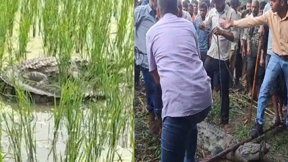 crocodile reached paddy field in Kasganj panic spread among villagers forest department team rescued them