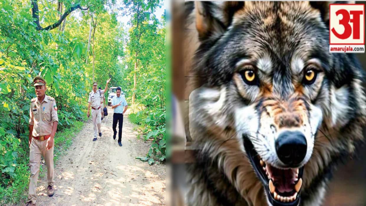 Beware of wolves: Alert in five districts including Meerut after attacks in Bahraich