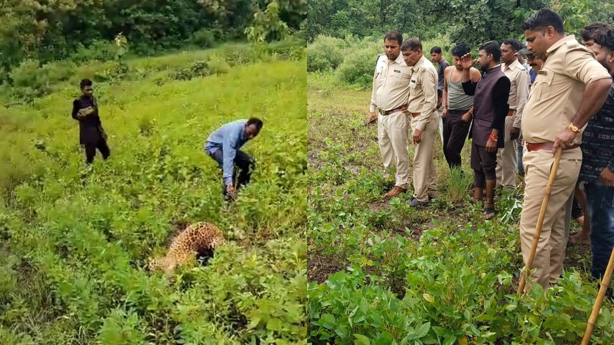 MP News Area shaken by leopard activities in Khandwa and Khargone rescue operation released Omkareshwar forest