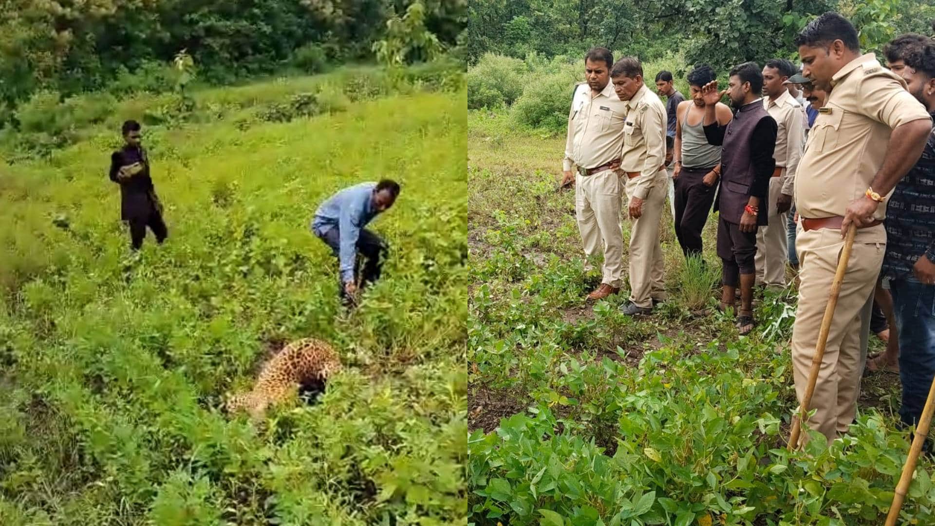 तेंदुए की गतिविधियों से हिला इलाका