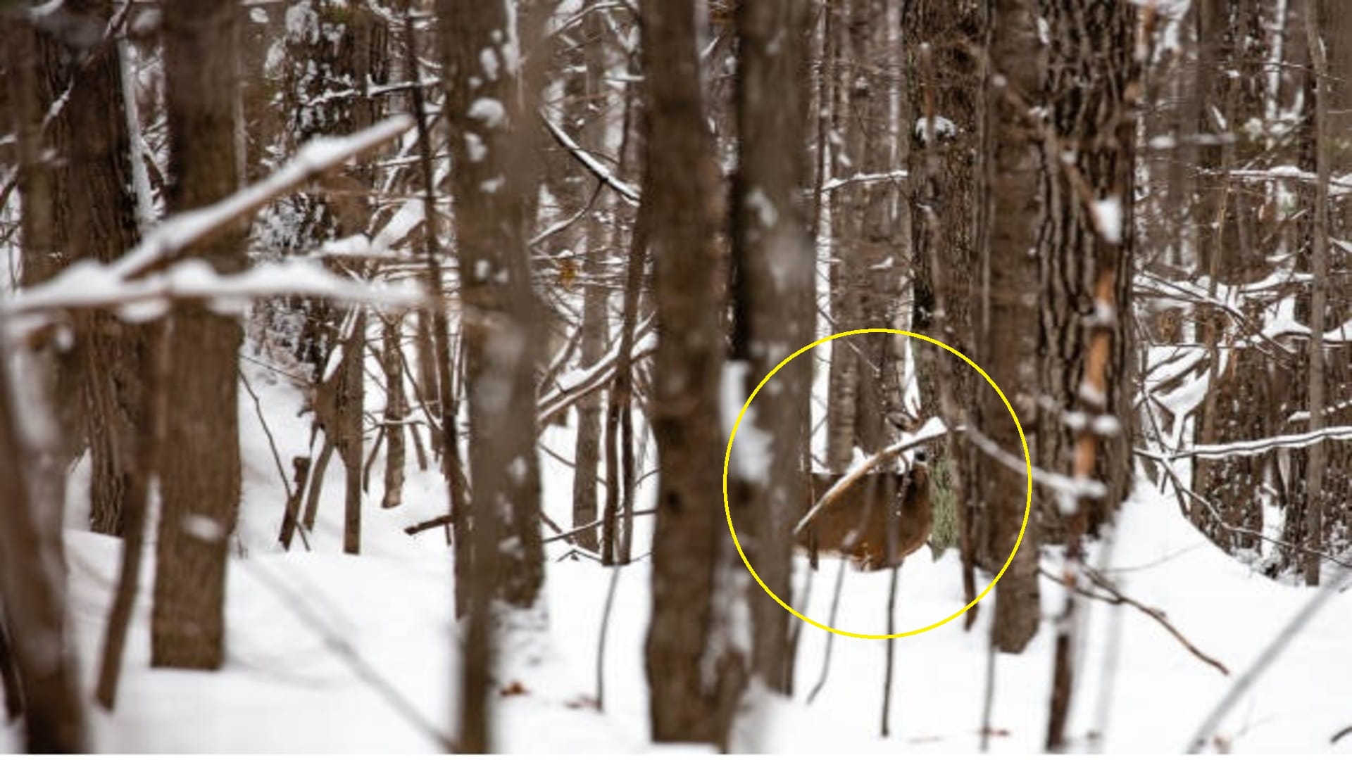 Optical Illusion To Test Your IQ: Find Hidden Deer In 11 Seconds puzzle games brain test