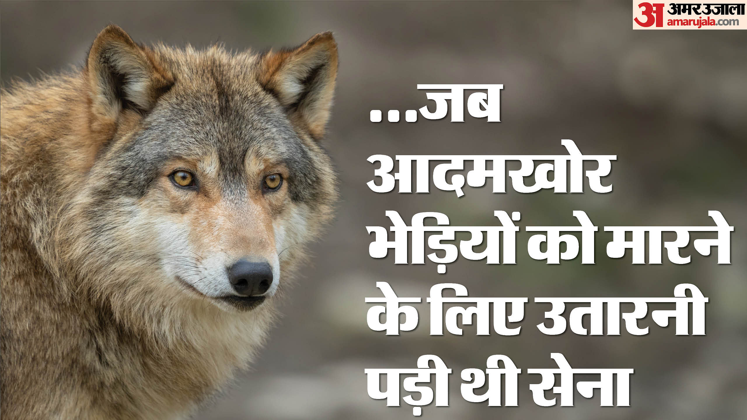 terror of hundreds of wolves in Lucknow in 1950 and wolf entered DM bungalow in Agra then shot by deputy SP