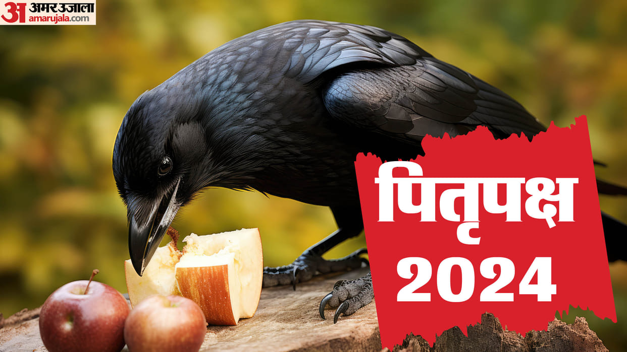 Pitru paksha 2024 auspicious inauspicious indication of seeing crow during shradd paksha at home