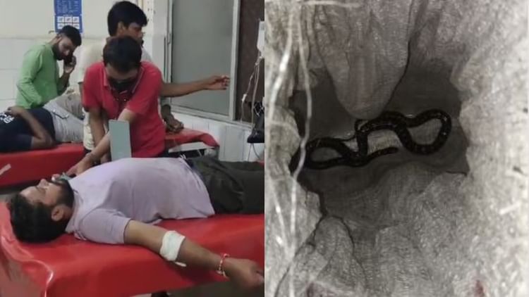 Budaun News: कोतवाली में युवक को सांप ने डसा... बोरी में बंदकर पहुंचा अस्पताल, बोला- मुझे बचा लो साहब