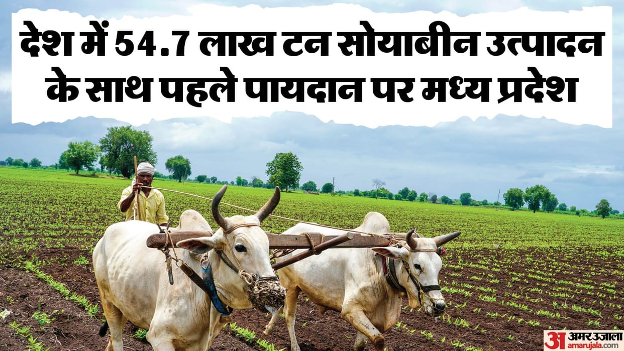 Madhya Pradesh beats Rajasthan Maharashtra in Soyabean Production Farmers condition news and updates