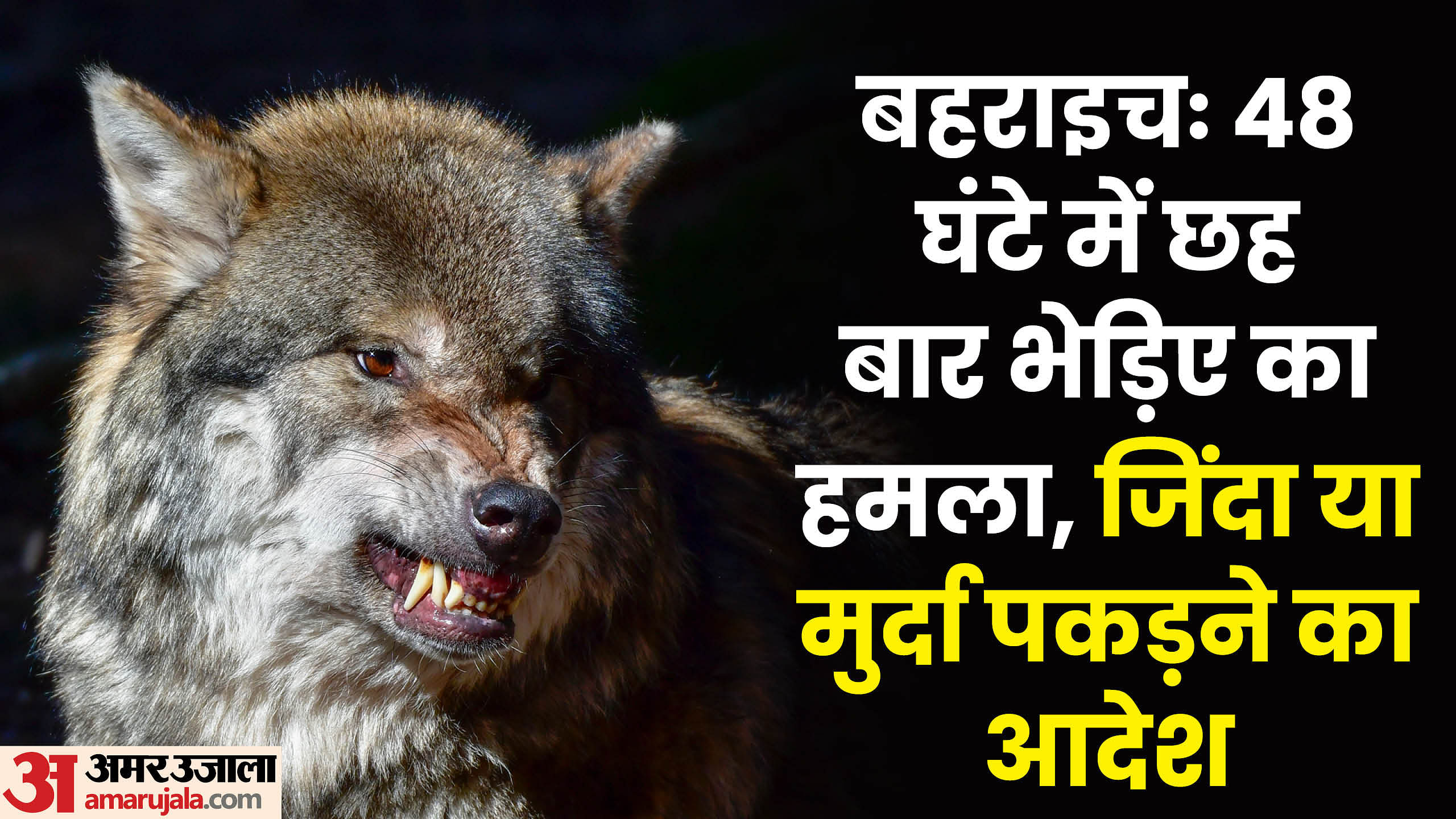 Wolf terror in UP: Wolf attacked six times in 48 hours, orders to shoot were given, special team left for Bahr