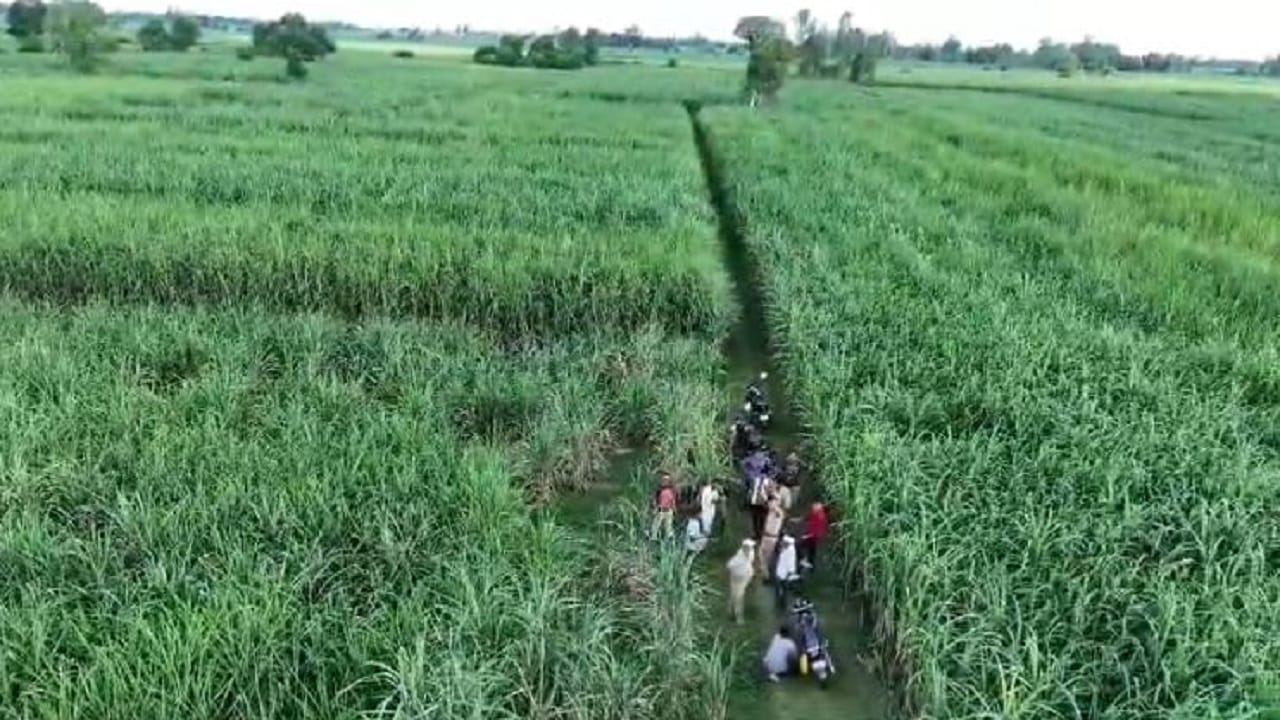 Tigers in sugarcane farms monitored through drone cameras in Lakhimpur kheri
