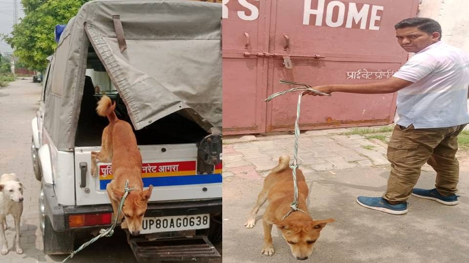 dog sterilization campaign under question being run by Municipal Corporation in Agra