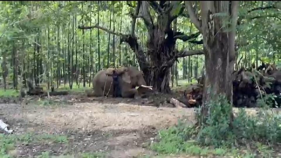 Two tusker elephants enter Balod