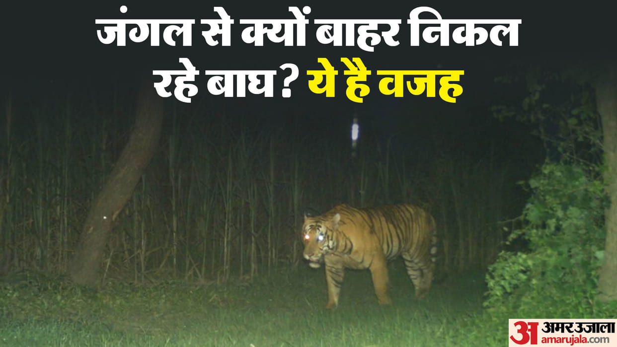 Tigers in sugarcane farms monitored through drone cameras in Lakhimpur kheri