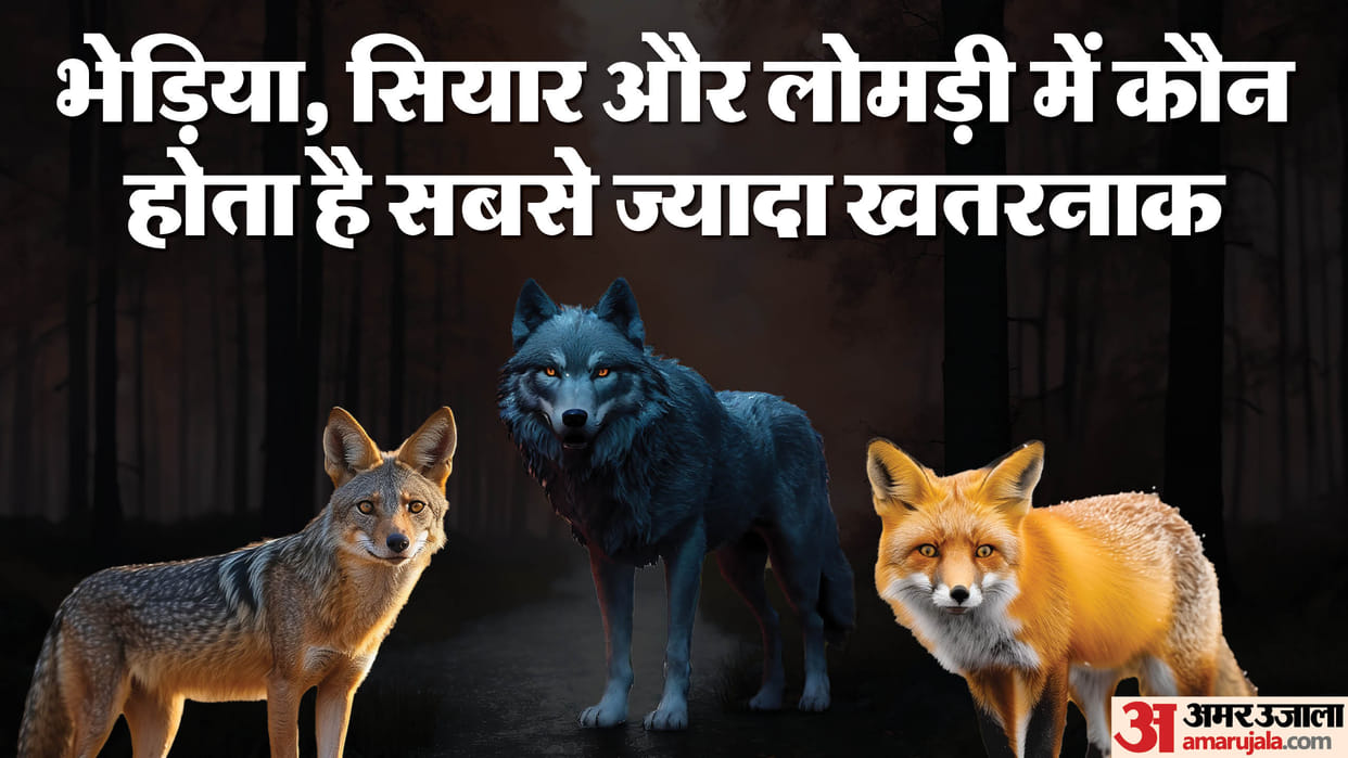 UP: Apart from appearance, these things can differentiate between wolf and jackal, know who is more dangerous