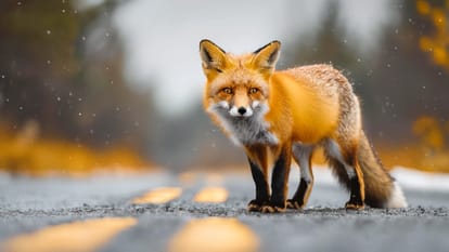 UP: Apart from appearance, these things can differentiate between wolf and jackal, know who is more dangerous