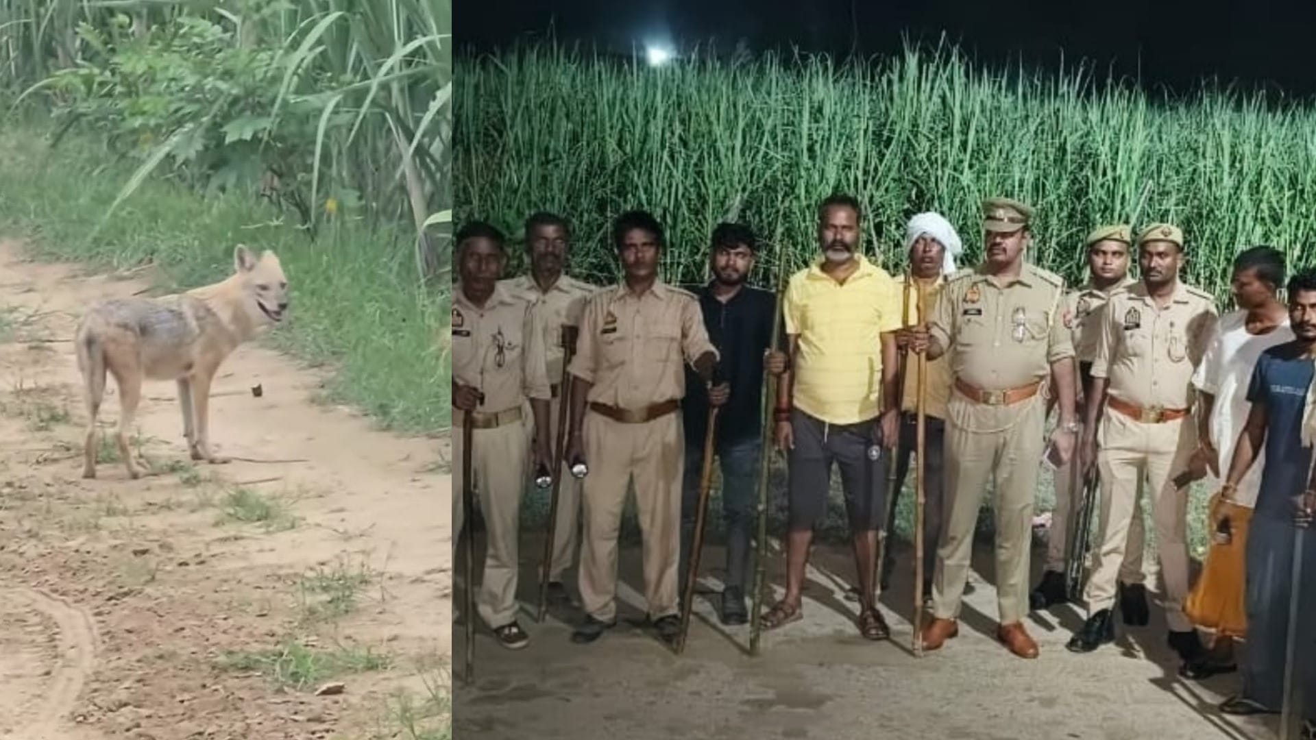 Wolf Attack in bahraich Wolf troubled forest department officials are gasping for breath see photos