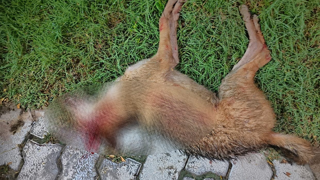 Barabanki: Jackol attacked on three.