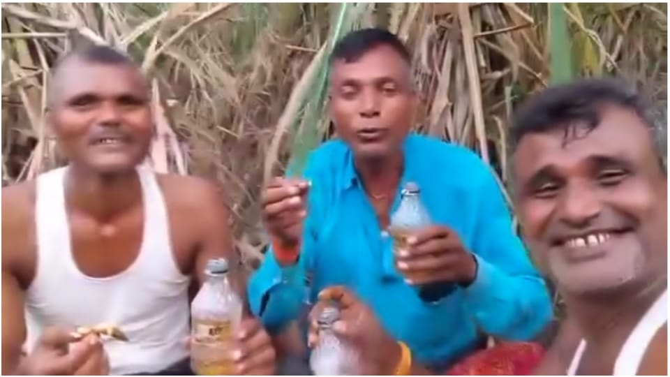 Video of people drinking alcohol in sugarcane field in Bettiah goes viral three accused arrested