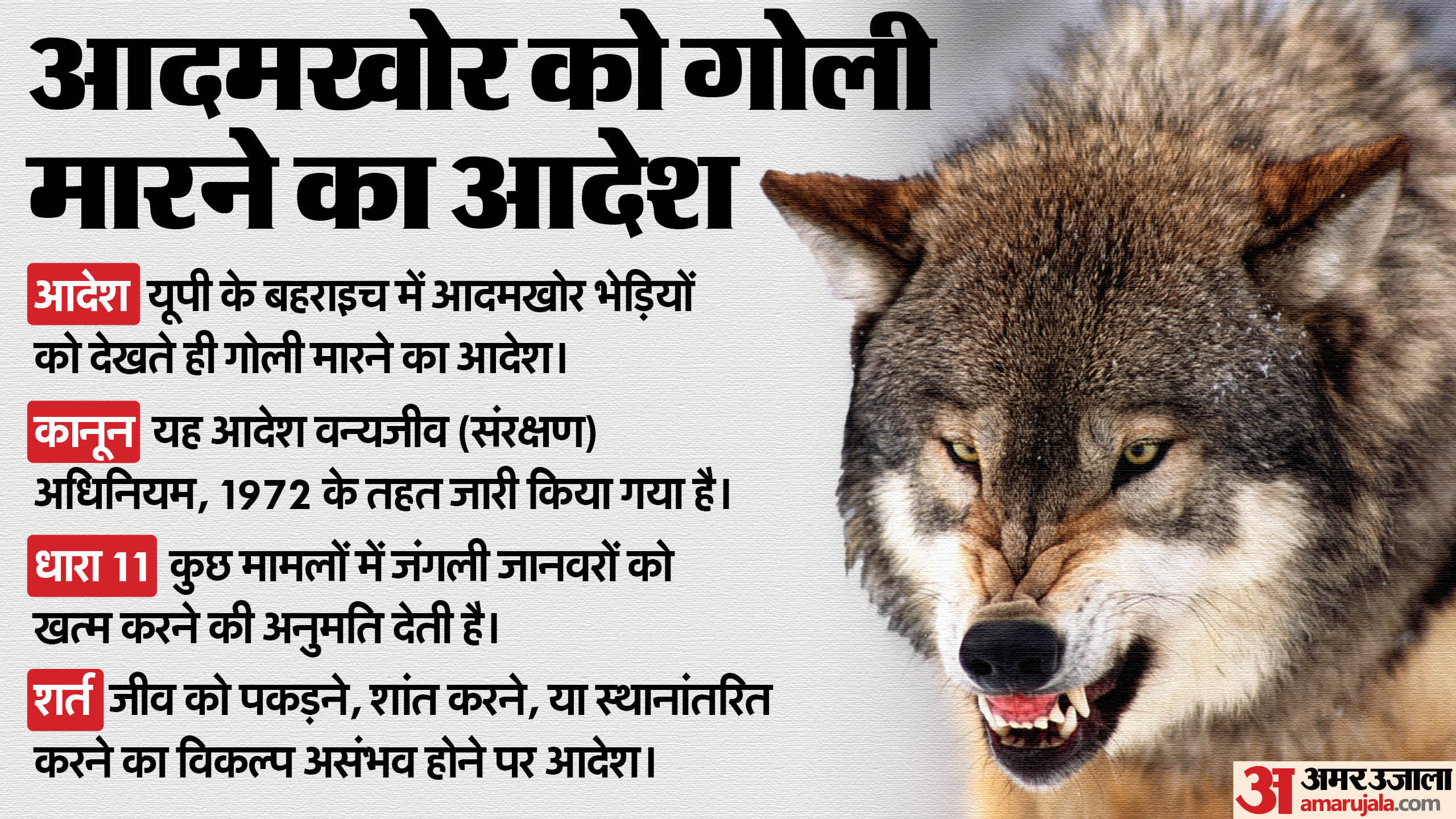 भारत में भेड़ियों की उपस्थिति और संरक्षण: हिंदी में जानकारी