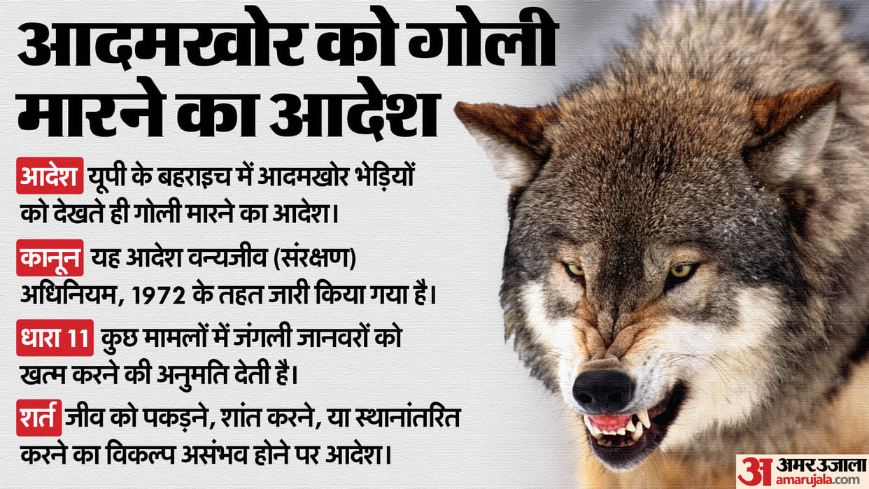 Bahraich Wolf Attack UP Govt shoot and sight order law in india news in hindi