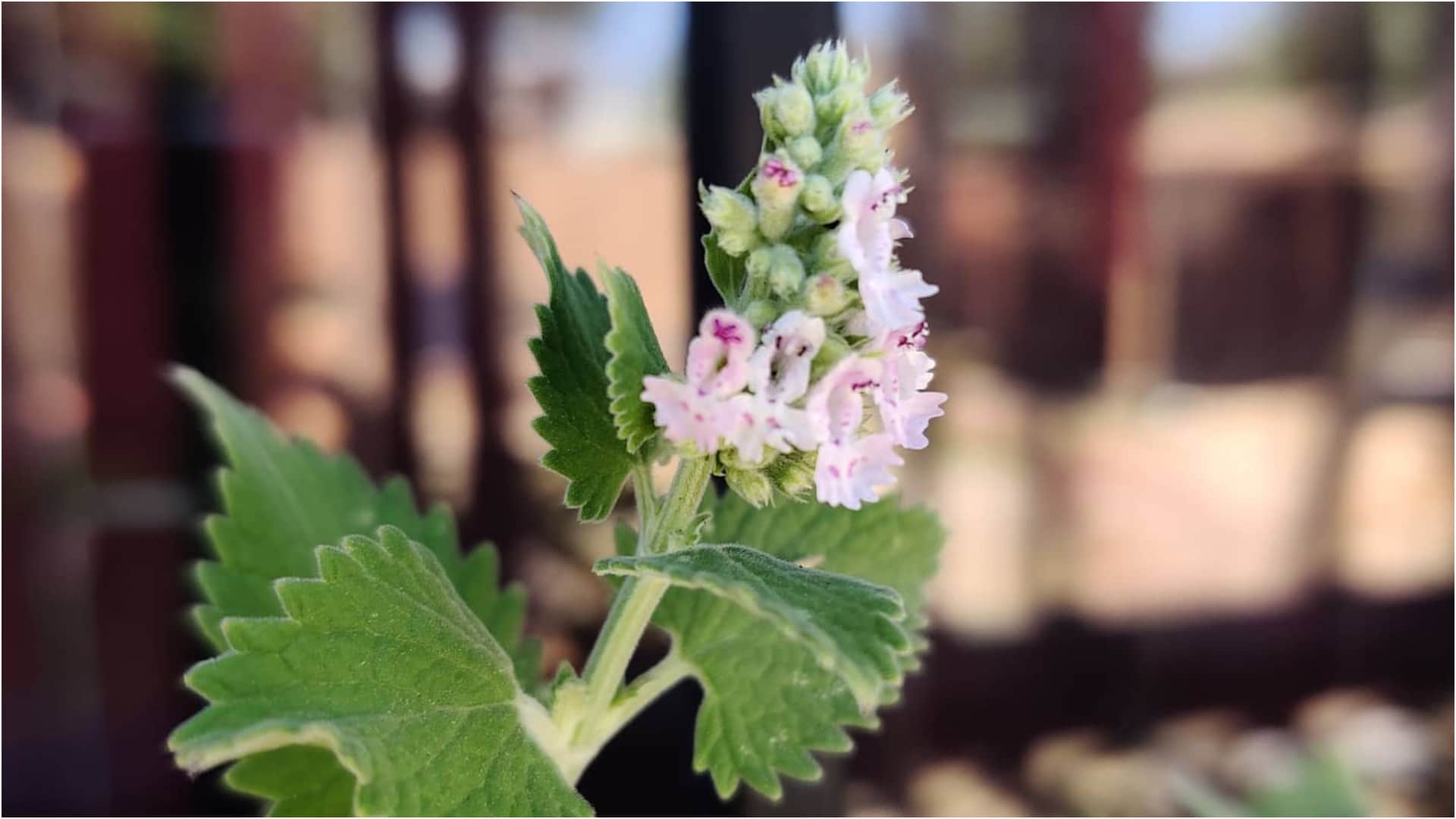Best Mosquito Repellent Plants Like Catnip, Rosemary, Lavender Natural Fragrance Keeps Mosquitoes Away