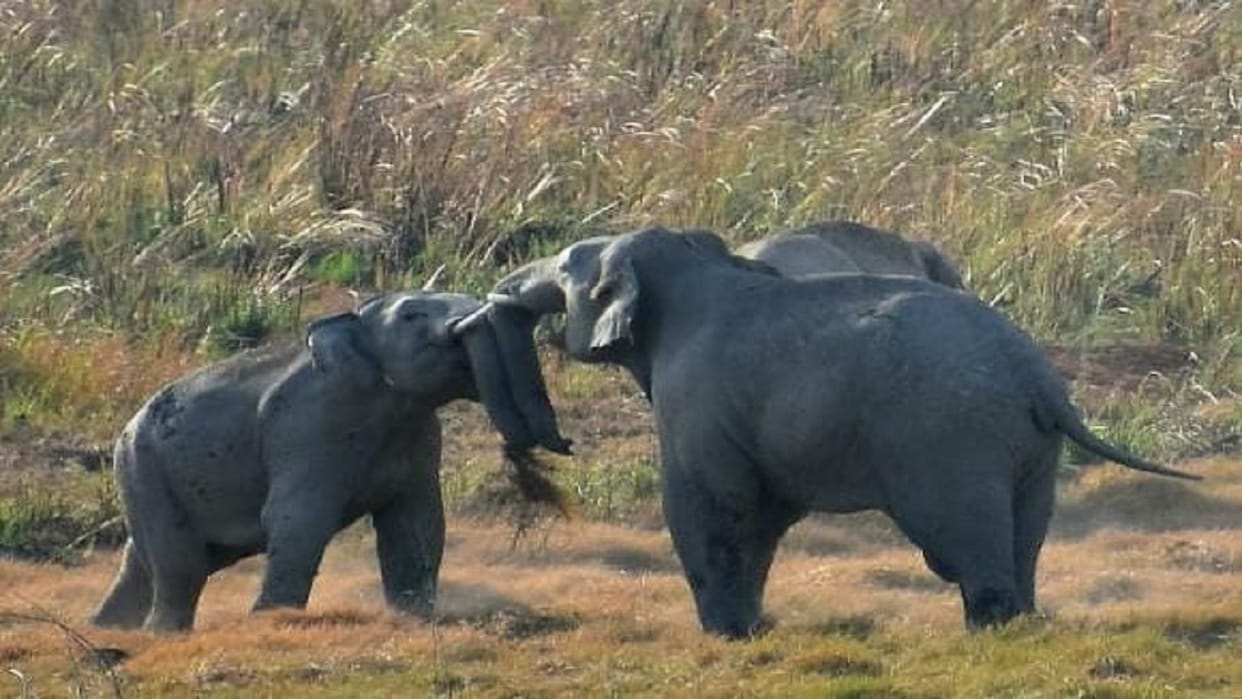 Nepalese elephants came to Dudhwa forest before Ganesh Chaturthi